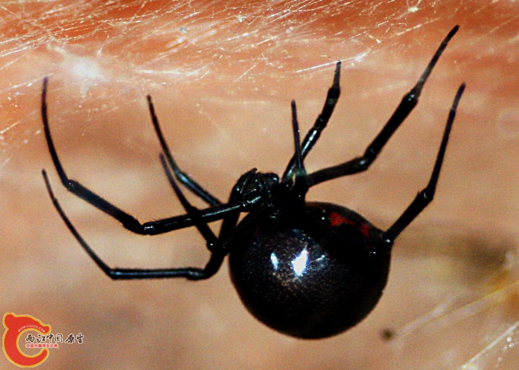 黑寡妇蜘蛛4.jpg