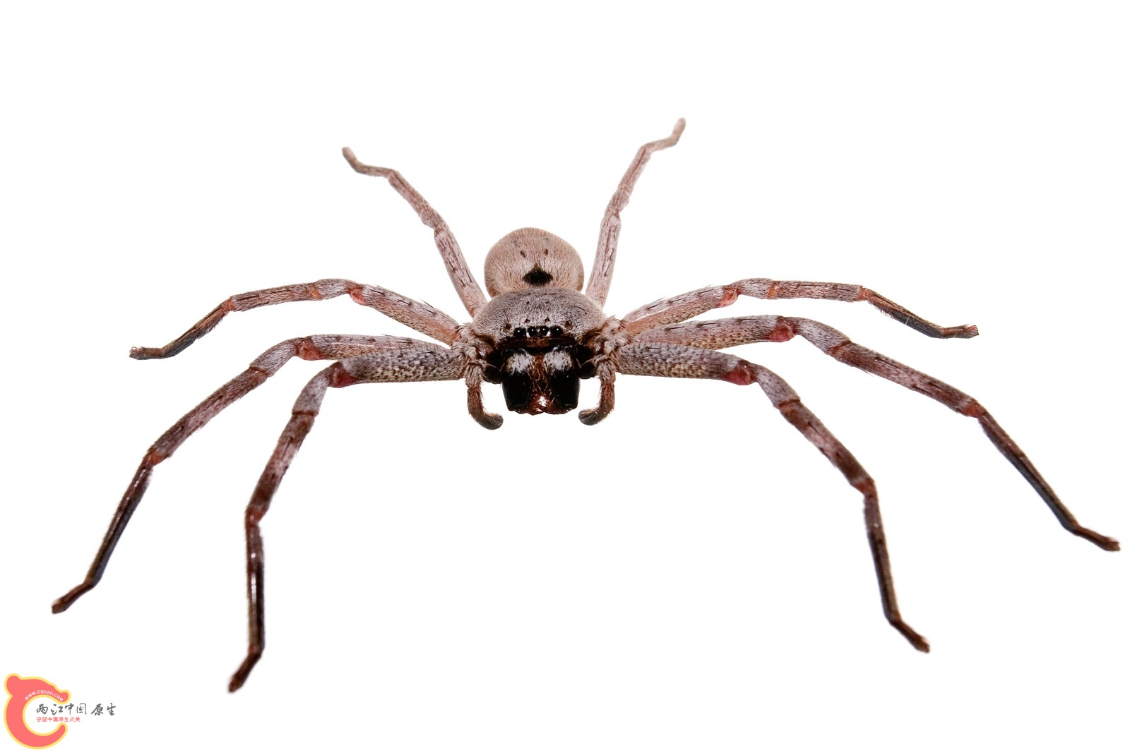巨蟹蛛.jpg