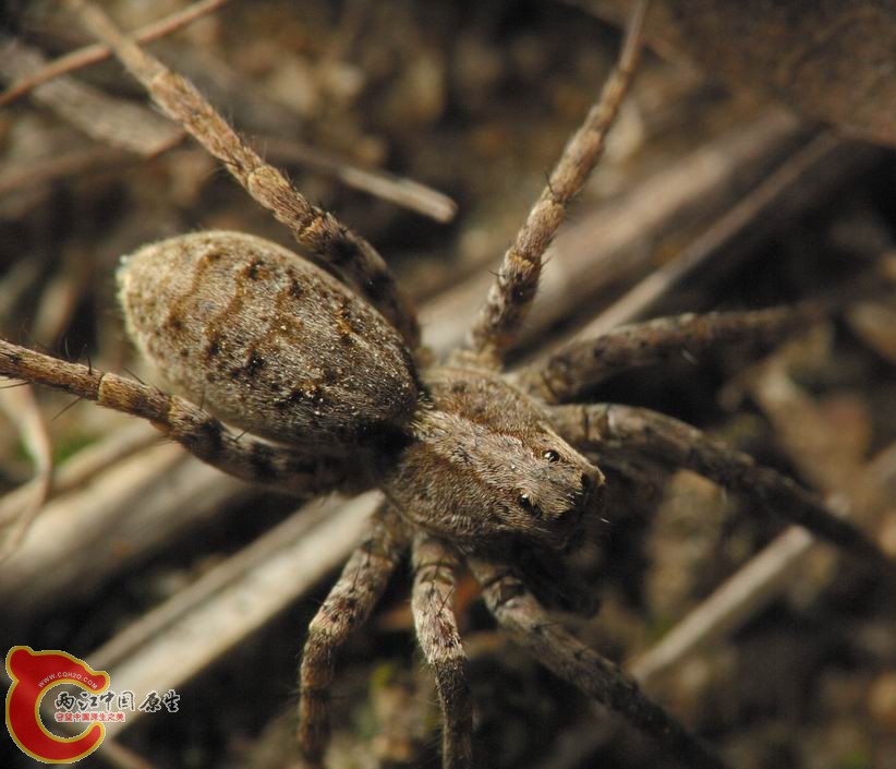 狼蛛(Lycosa helluo.jpg