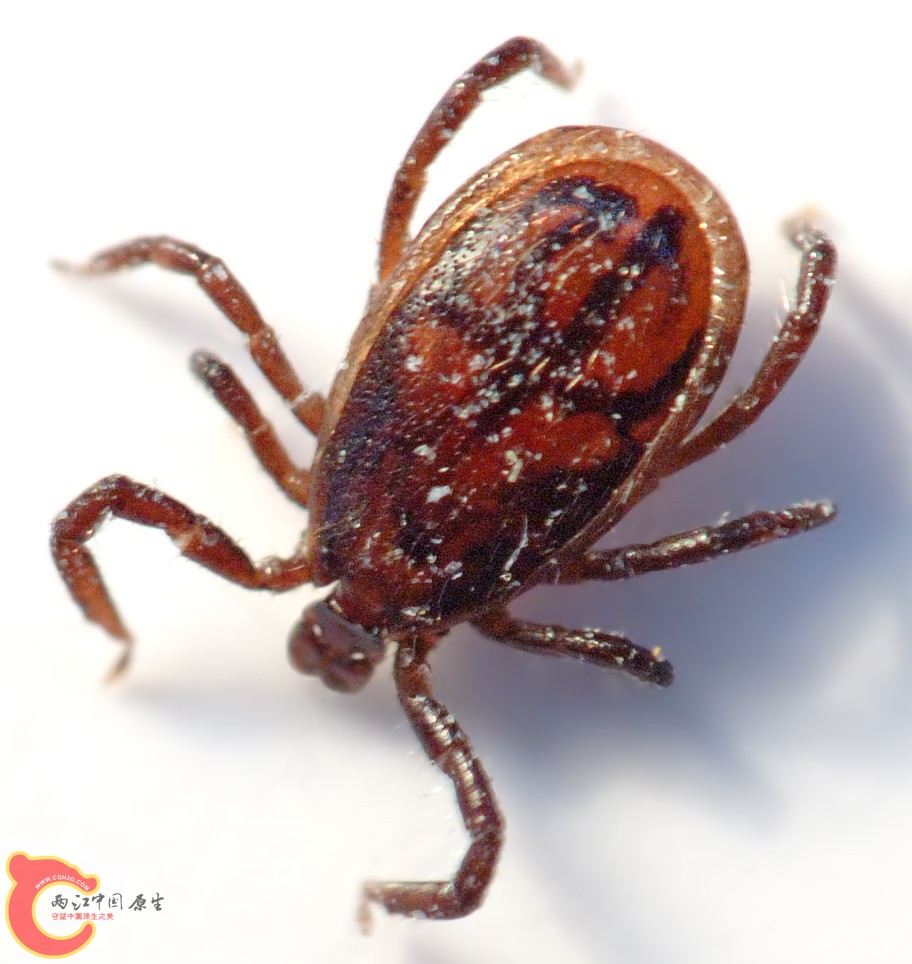 蜱虫2.jpg