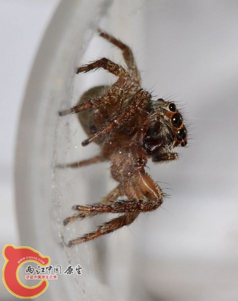 跳蛛2.jpg