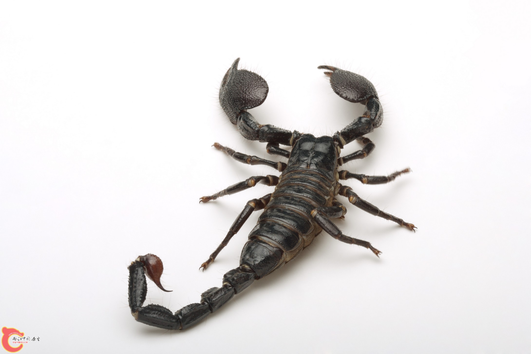 蝎子.jpg