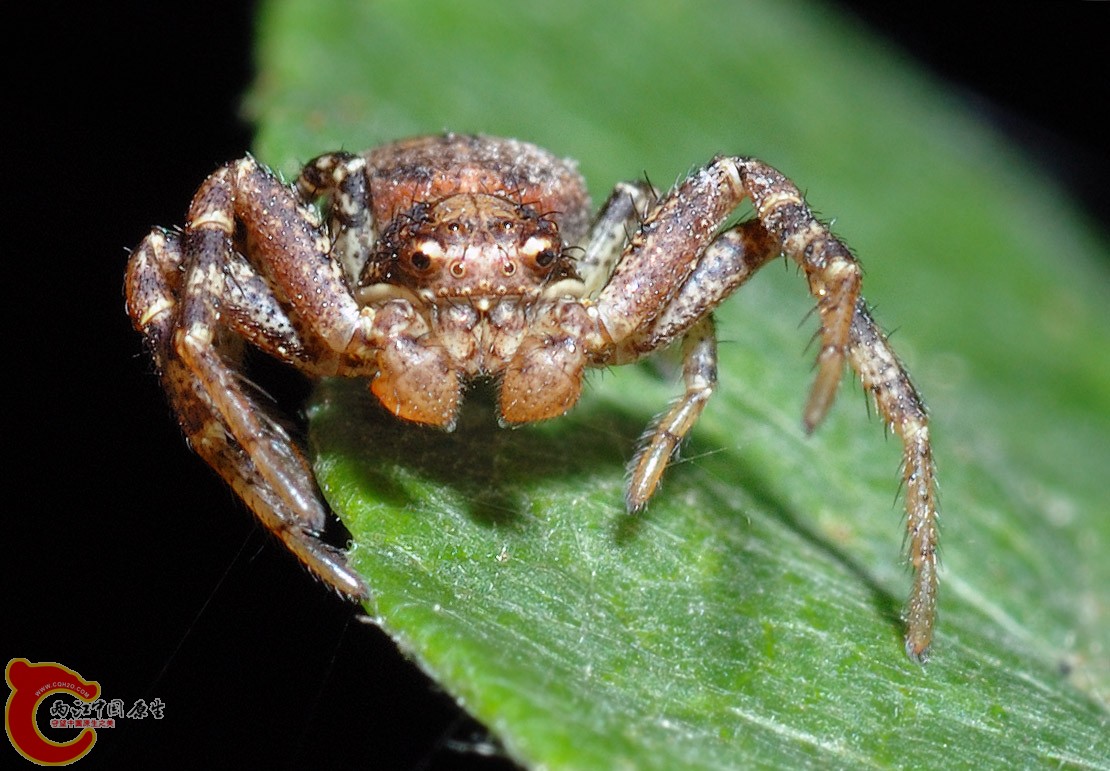 蟹蛛.jpg