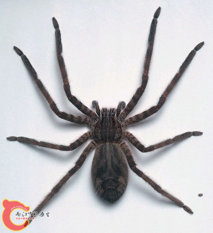 栉足蛛.jpg
