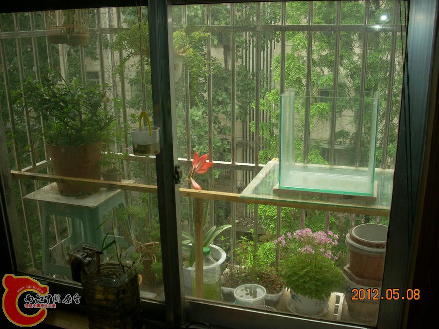 原生缸开缸准备2012.05.08-DSCN1892.jpg