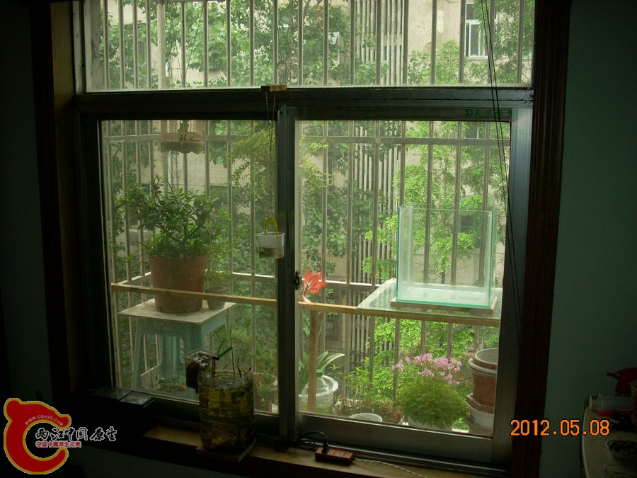 原生缸开缸准备2012.05.08-DSCN1890.jpg