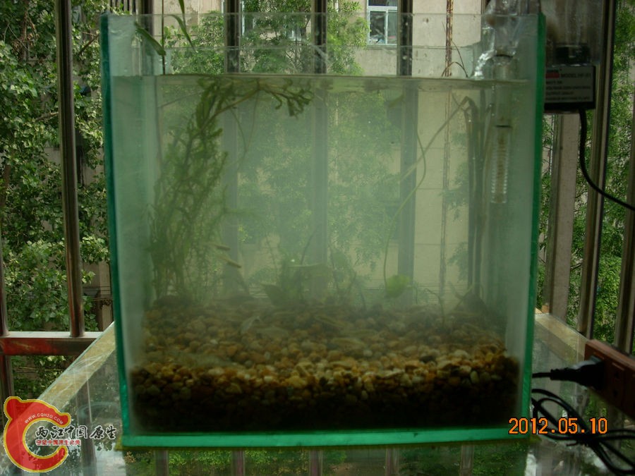 原生缸开缸第1天2012.05.10-DSCN1926.jpg