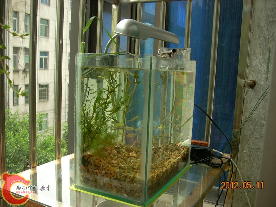 原生缸开缸第1天2012.05.11-DSCN1954.jpg