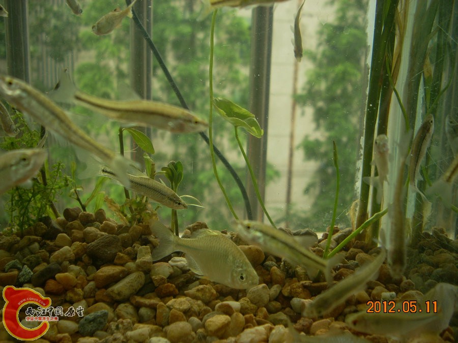原生缸开缸第1天2012.05.11-DSCN1961.jpg