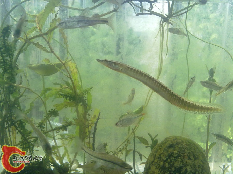 刺鳅 201205181207.jpg