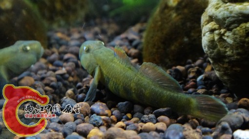 nEO_IMG_DSC02658.jpg