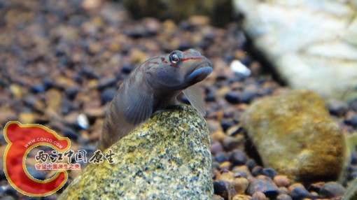 nEO_IMG_DSC02709.jpg