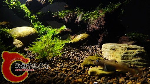 nEO_IMG_DSC02718.jpg
