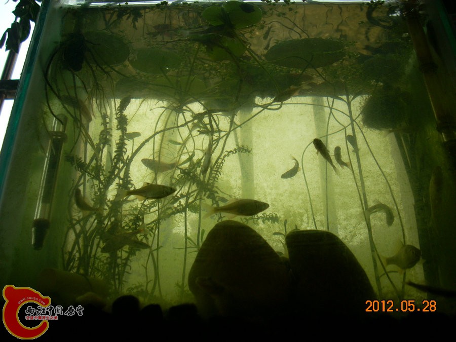 原生缸开缸半个月-2012.05.28-DSCN2211.jpg