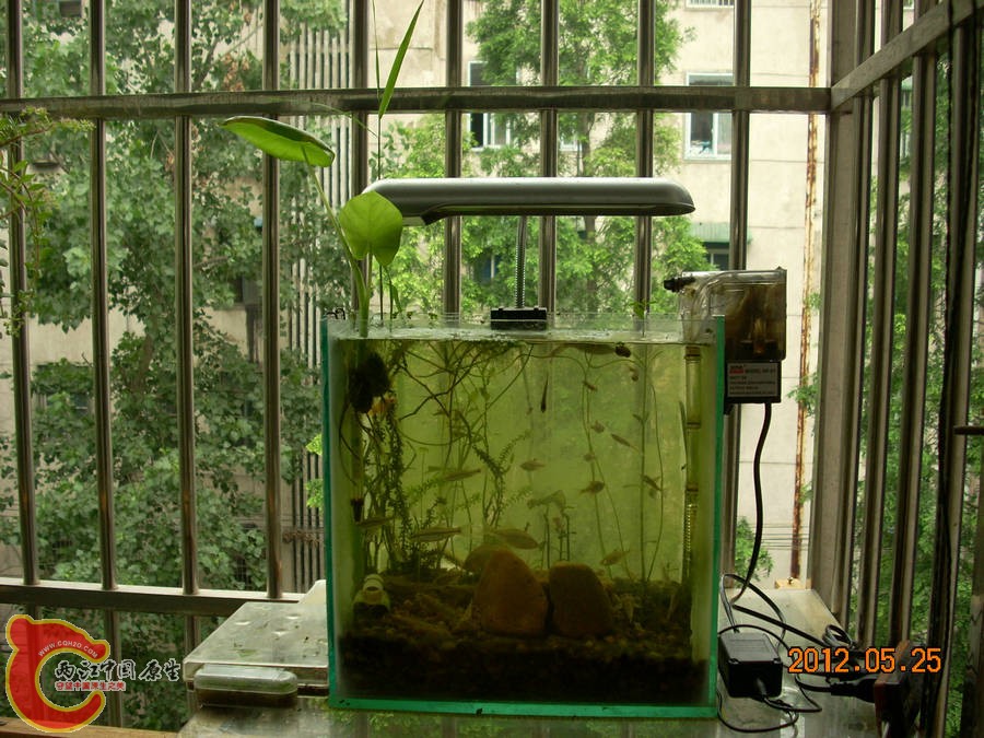 原生缸开缸半个月-2012.05.25-01.jpg