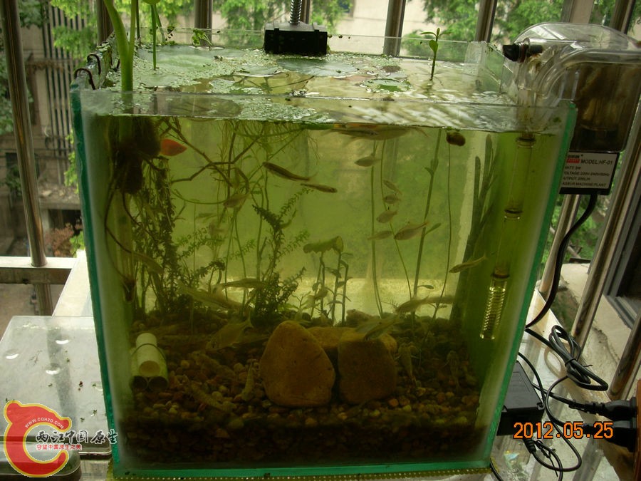 原生缸开缸半个月-2012.05.25-02.jpg