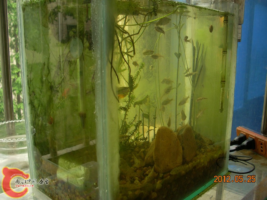 原生缸开缸半个月-2012.05.25-03.jpg