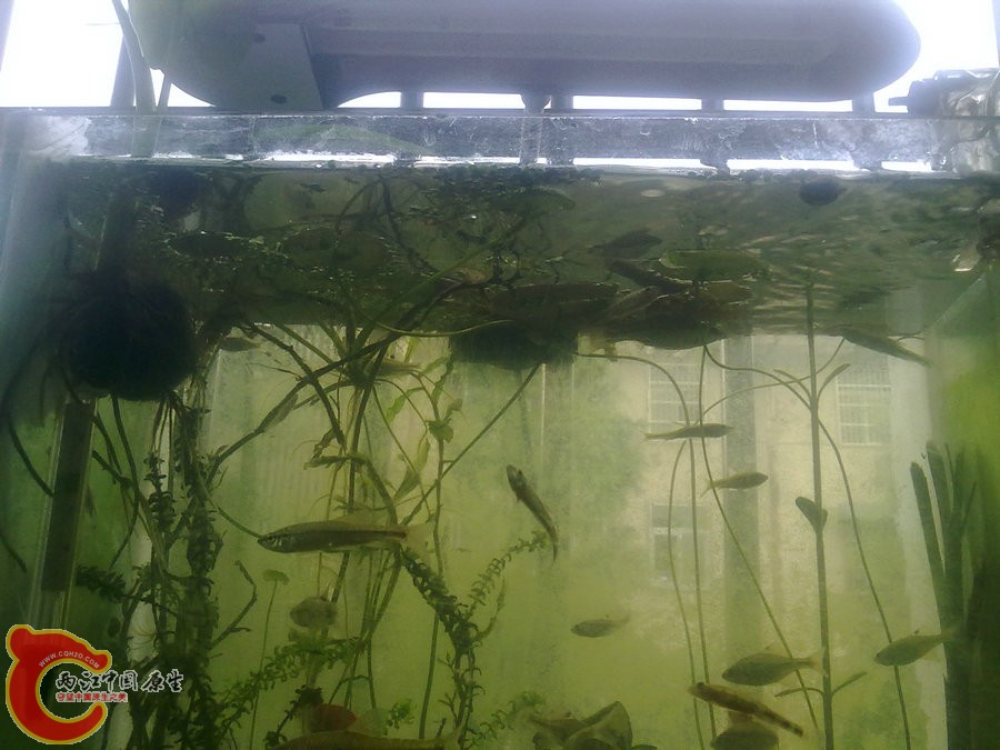 原生缸开缸半个月-2012.05.25-04.jpg