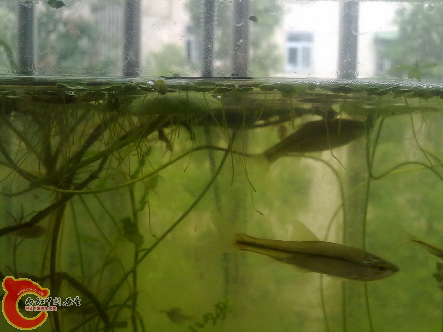 原生缸开缸半个月-2012.05.25-999.jpg
