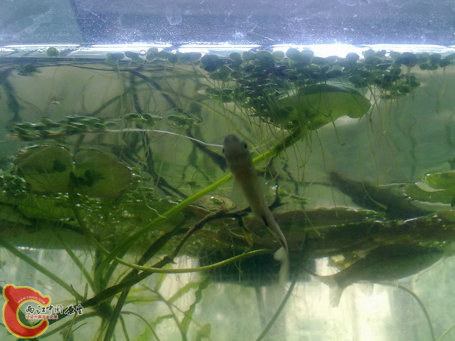 原生缸开缸半个月-2012.05.25-998.jpg
