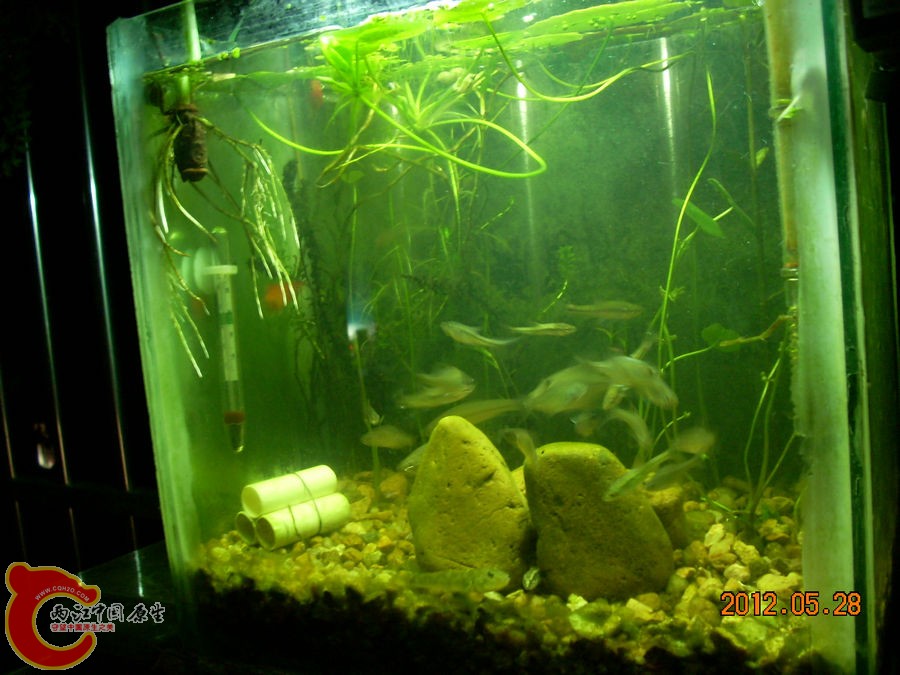 原生缸开缸半个月-2012.05.28-DSCN2242.jpg