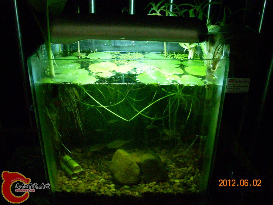 原生缸开缸半个月-2012.06.02-DSCN2325.jpg