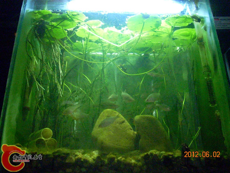 原生缸开缸半个月-2012.06.02-DSCN2326.jpg