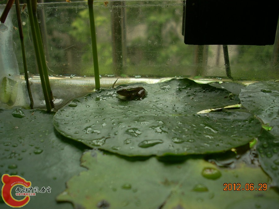 青蛙 2012.06.29-DSCN3051.jpg