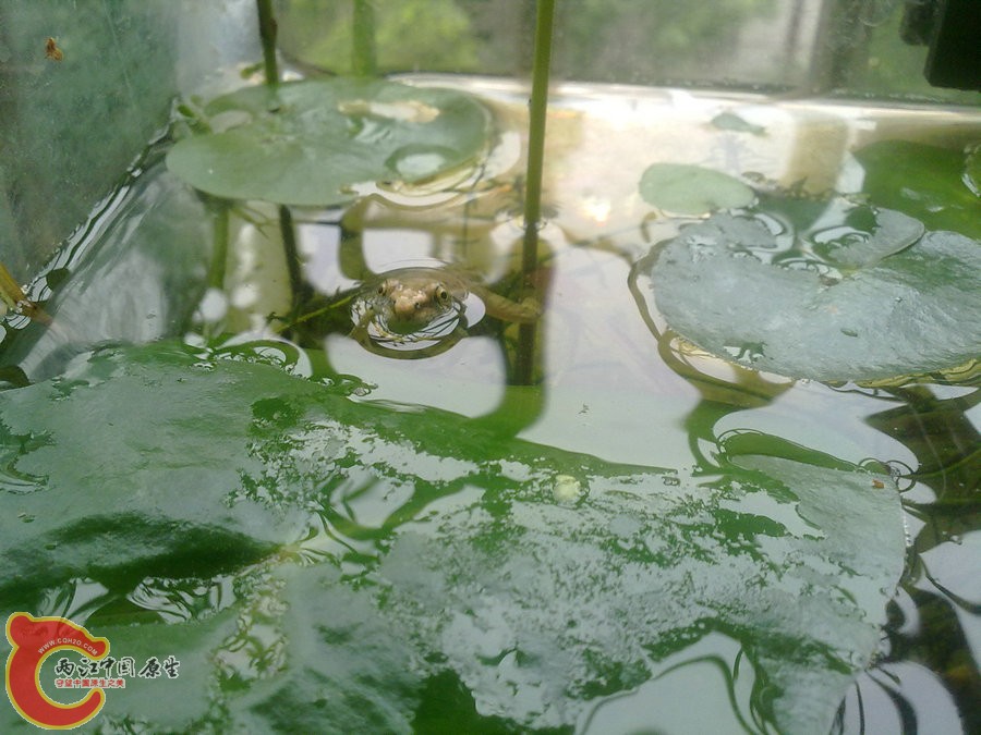 青蛙-20120609093.jpg
