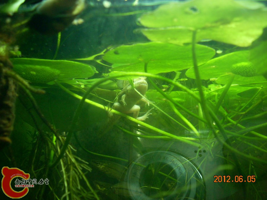 青蛙 2012.06.05-DSCN2346.jpg