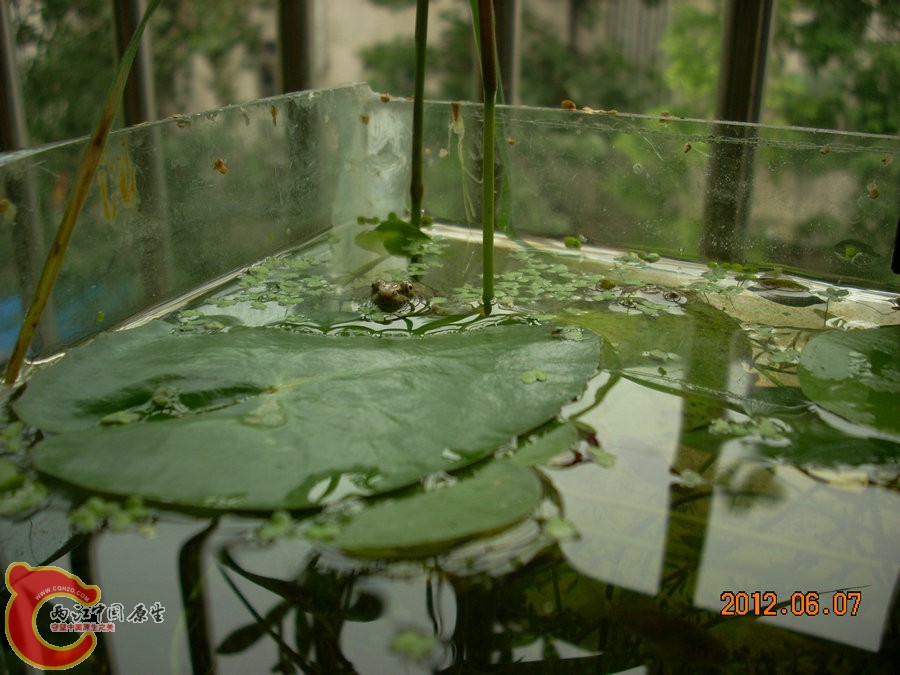 青蛙 2012.06.07-DSCN2438.jpg