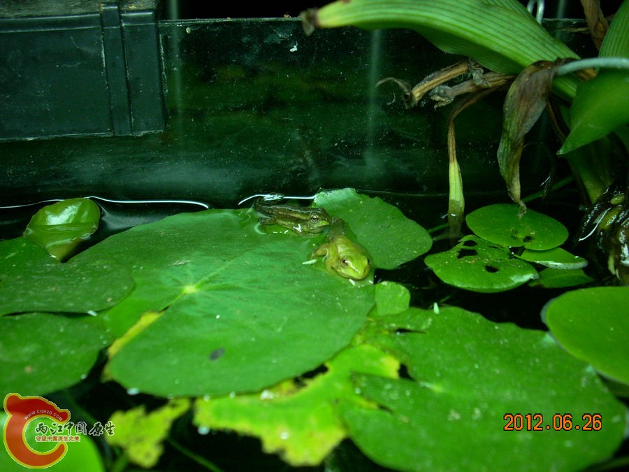 青蛙 2012.06.26-DSCN3039.jpg