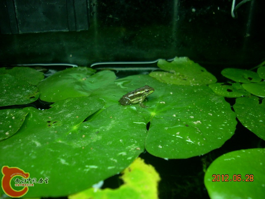 青蛙 2012.06.28-DSCN3047.jpg