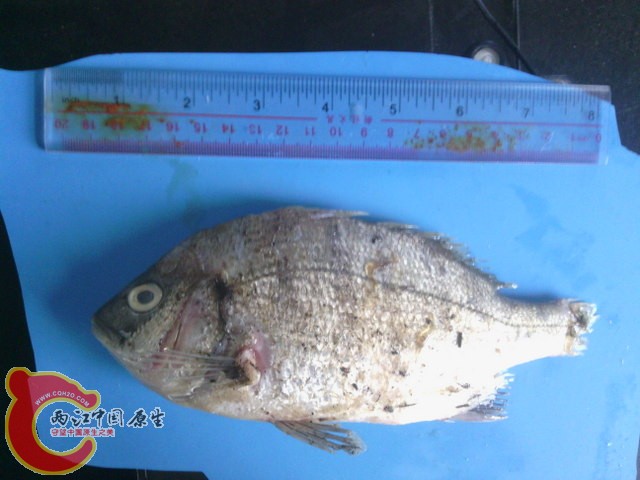 取回室内观察，已腐烂，眼睛已溶解，大部分死鱼尾鳍不见了(不知什么原因)