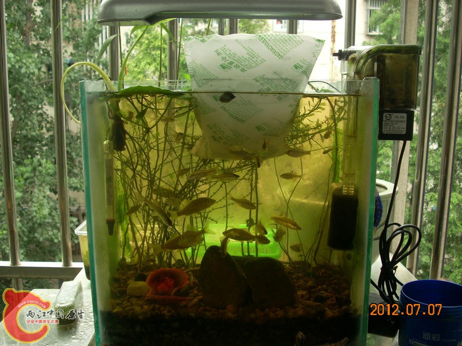 冰袋 2012.07.07-DSCN0296.jpg