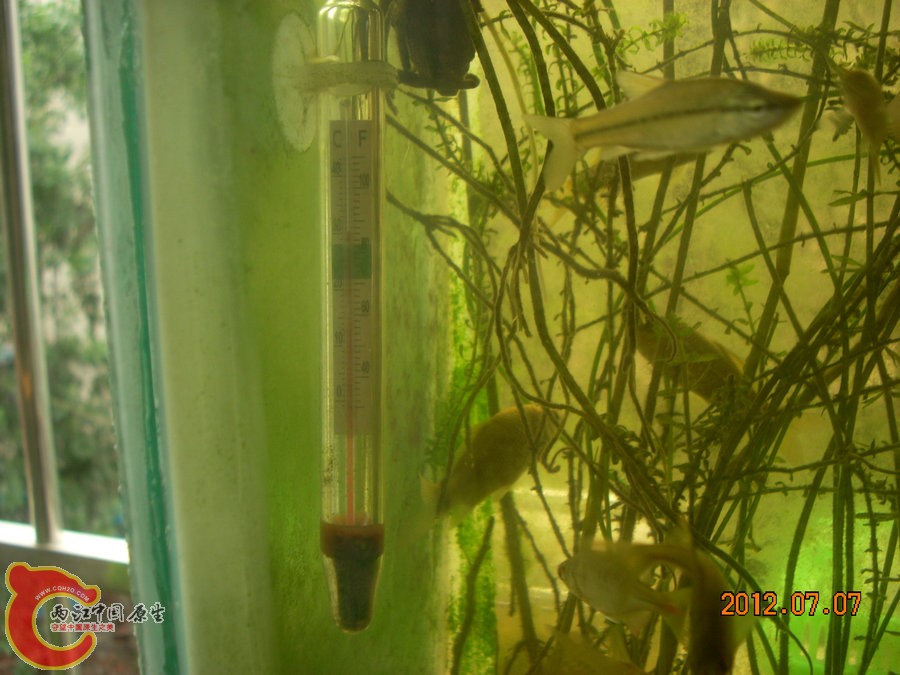 冰袋 2012.07.07-DSCN0297.jpg