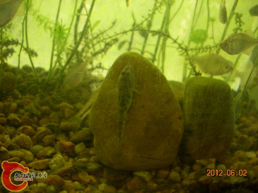虾虎 吃的饱饱-2012.06.02-DSCN2303.jpg