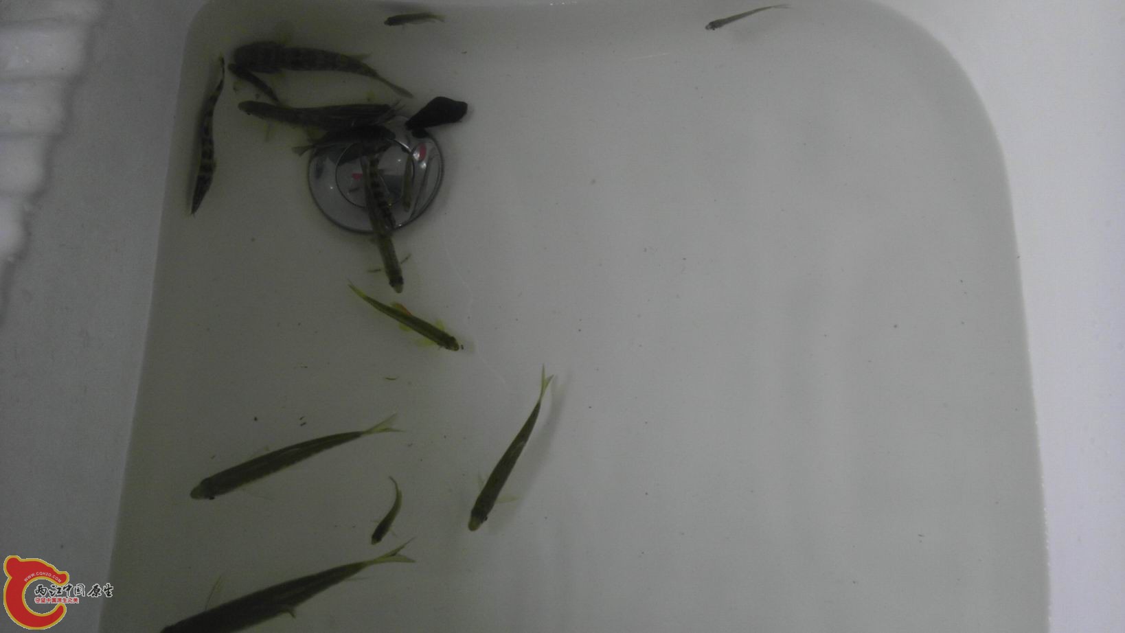 12月16日入货汇总分类