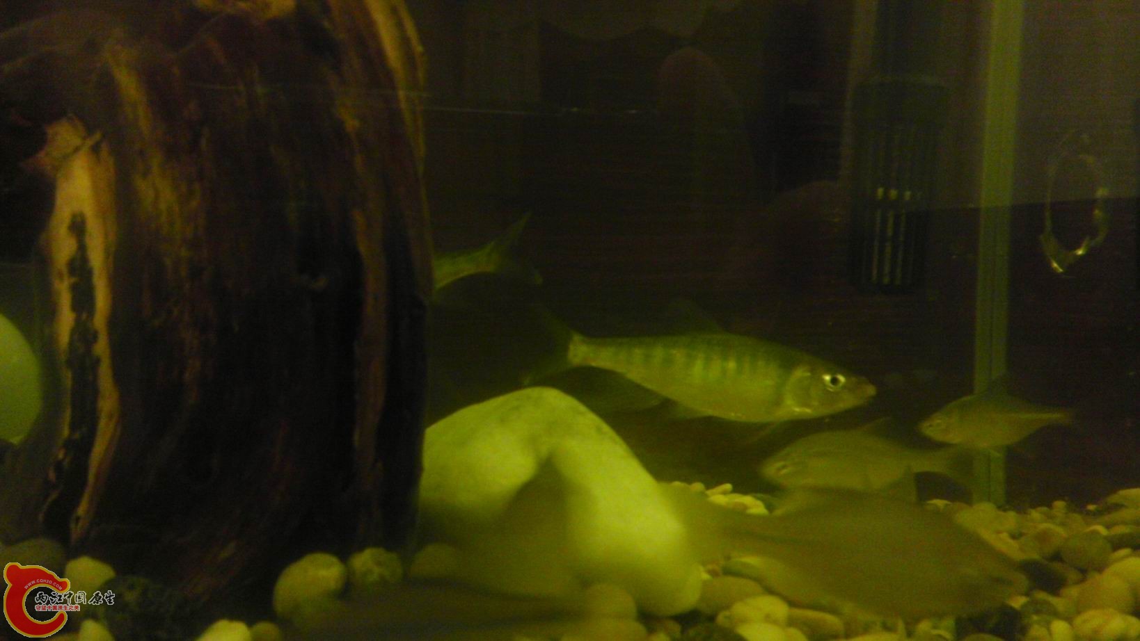 调整大小 IMAG1871.jpg