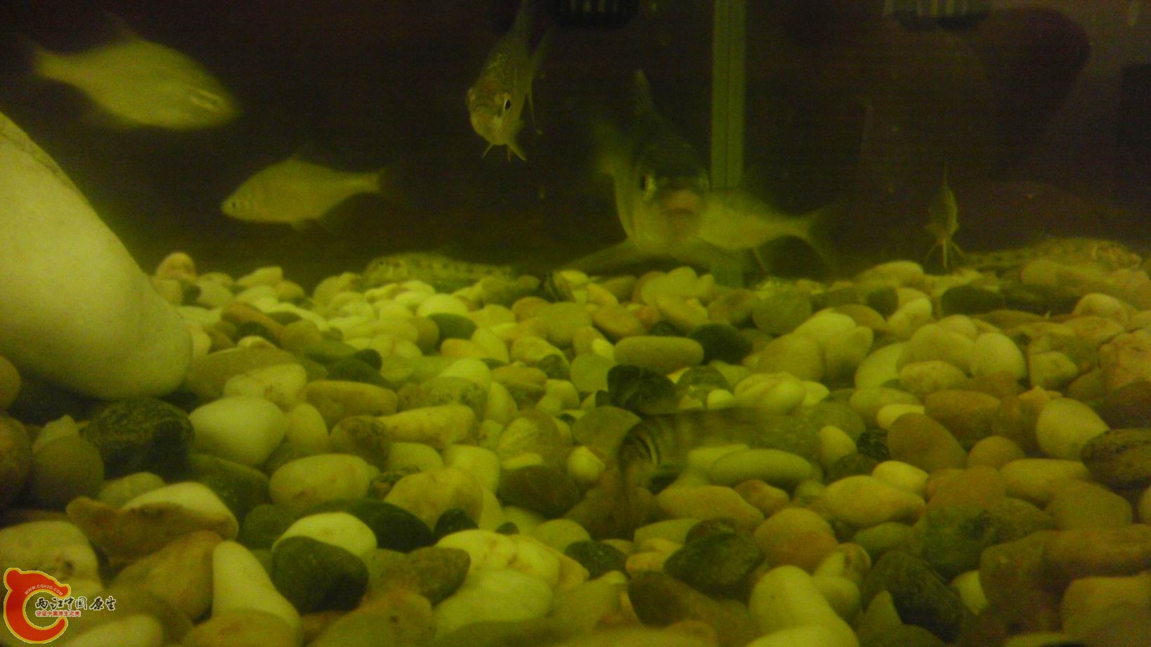 看这个红鼻子的嘴脸 应该是宽鳍鱲 不是马口 空欢喜啊