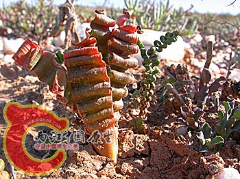 Trachyandra_tortilis_028_066_US07_1984_副本.jpg