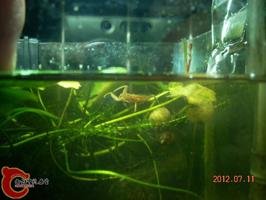 水蝎（水王八）2012.07.11-DSCN0309.jpg