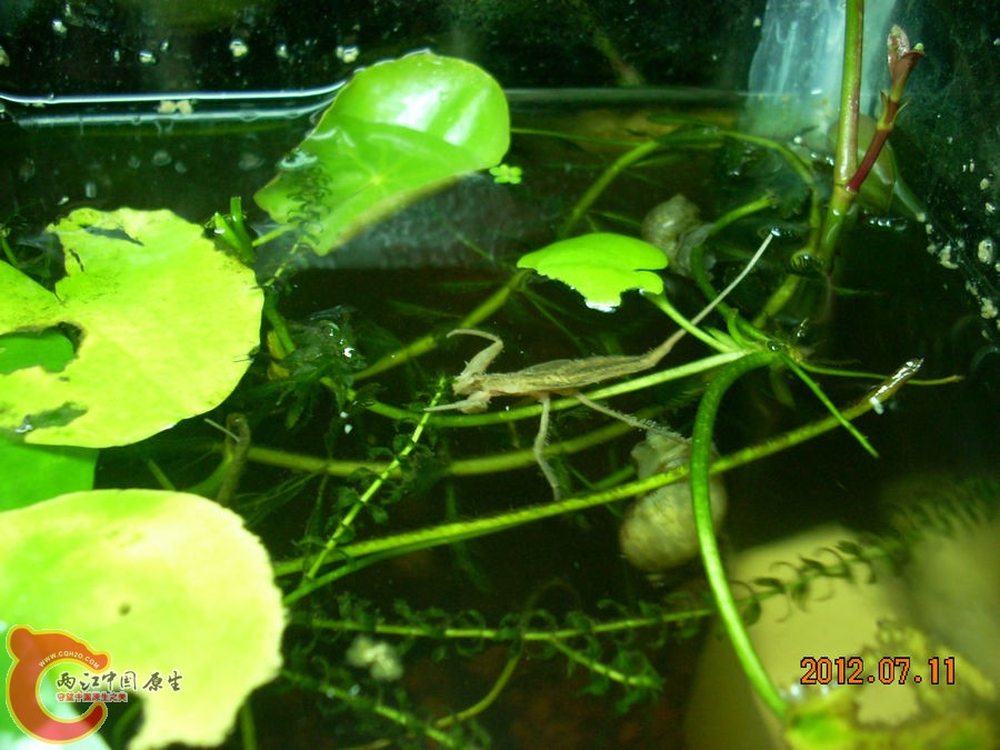 水蝎（水王八）2012.07.11-DSCN0310.jpg