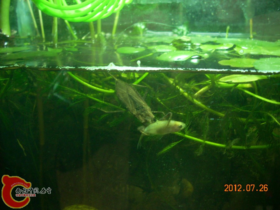 水蝎（水王八）吃鱼 2012.07.26-DSCN0407.jpg