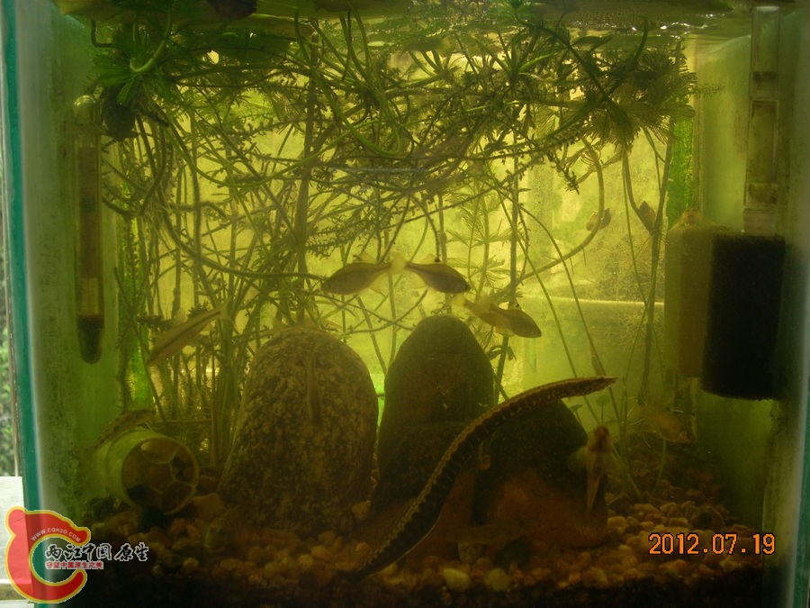 原生缸开缸两个半月-2012.07.19-DSCN0368.jpg
