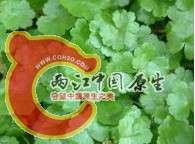 天胡荽.jpg