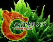 铁皇冠.jpg