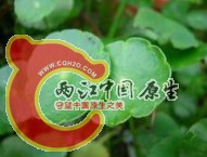 香菇草.jpg