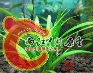 小水兰.jpg