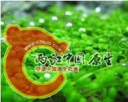 矮珍珠.jpg